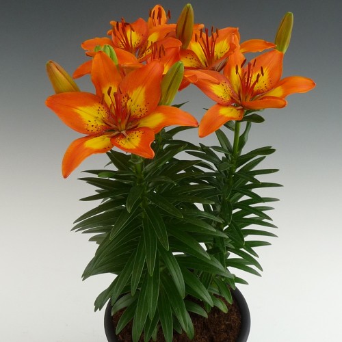 Lilium asiatic 'FantAsiatic Spark' - Aasia liilia 'FantAsiatic Spark' C1/1L